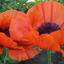 ���� �����, ����, 65 ��� - ��������� 27 ���� 2014 � ������ ���� ����������