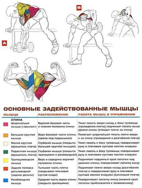 УПРАЖНЕНИЯ НА РАЗВИТИЕ МЫШЦ СПИНЫ: 1.Становая тяга 2.Тяга штанги в наклоне 3.Тяга штанги в наклоне ... - 3