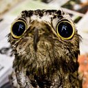 ���� Seal, ��������� - ��������� 5 ���� 2014 � ������ ���� ����������