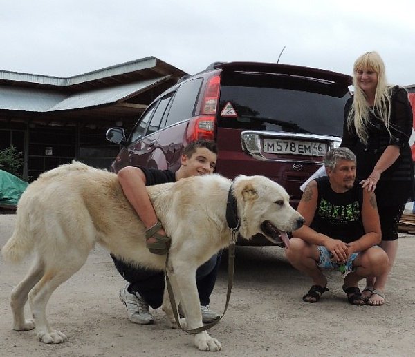 «Мама, папа я хочу собаку… Я буду хорошо себя вести… Ну пожалуйста…».Собака для ребенка? И вы почти ...