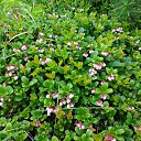 ���� ������, ����������, 66 ��� - ��������� 18 ������� 2014 � ������ ������ ��������