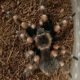 �����, ������, 42 ����