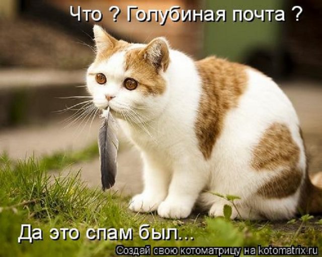 Cshohkolad - 16  2014  15:17