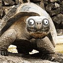 ���� ������, �����-���������, 66 ��� - ��������� 10 ���� 2014 � ������ ������ ��������