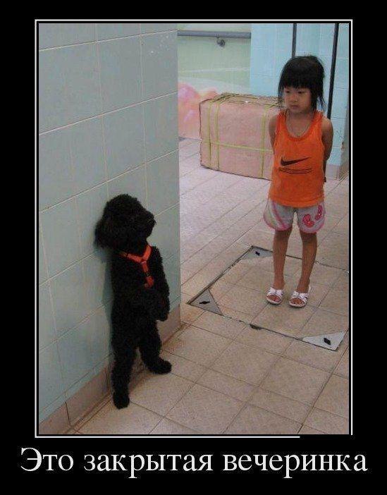 .•°Dogs Forever°•. - 10  2014  20:19