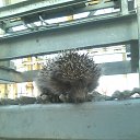 ���� ��������, �������, 68 ��� - ��������� 13 ���� 2014 � ������ ������ ��������