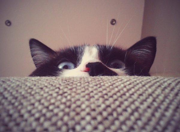 Hello. Watcha doin?