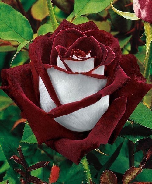 Osiria Rose.