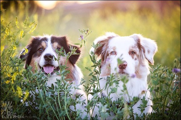 .•°Dogs Forever°•. - 3  2014  22:43