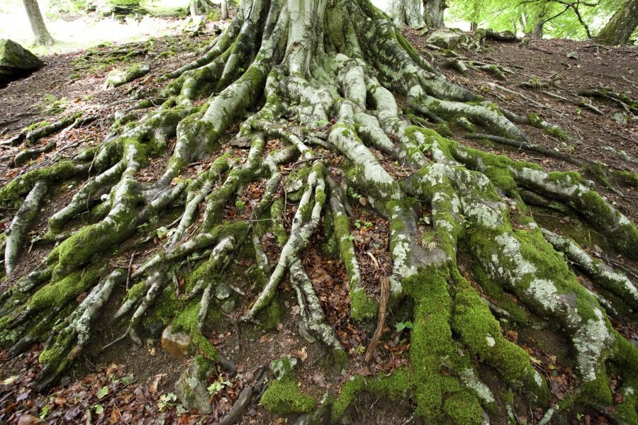 Forest soils. Денежный дуб Шотландия. Корни дерева. Дерево которому 5000 лет в Шотландии. Денежный дуб.