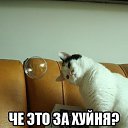���� �����, ������������ - ��������� 9 ���� 2014 � ������ ������ ��������