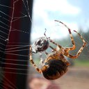 ���� �������, �������, 54 ���� - ��������� 16 ���� 2014 � ������ ���� ����������