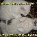 ���� ���, ������� - ��������� 7 ������� 2014 � ������ ���� ����������
