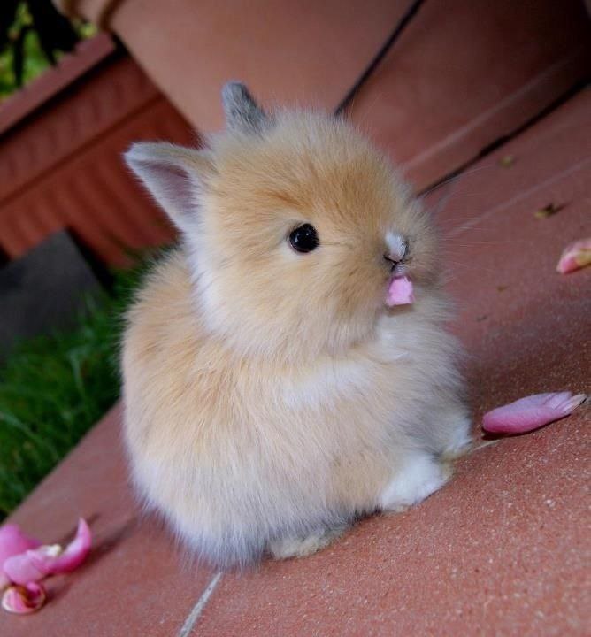 Favorite animals. - 20 ���� 2014 � 11:19