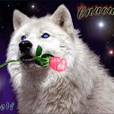 ���� Volk, �������, 46 ��� - ��������� 17 ����� 2014 � ������ ���� ����������