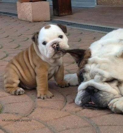 .•°Dogs Forever°•. - 10  2014  20:21