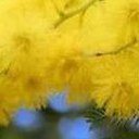  Lusi, , 44  -  27  2014    