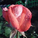 ���� ����, �������, 62 ���� - ��������� 18 ��� 2014 � ������ ���� ����������