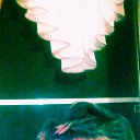     , , 66  -  12  2014    *  *