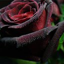 ���� �����, ����� - ��������� 2 ��� 2014