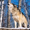 ���� ����, ��������, 52 ���� - ��������� 6 ��� 2014 � ������ ���� �����