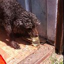 ���� � ������� �� ������� ���� ����������