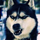  Volf, , 35  -  18  2014    