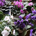 ���� �����, ������ �������� - ��������� 17 ������ 2014 � ������ �������