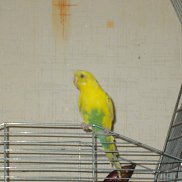 �������, 37 ���, �����������