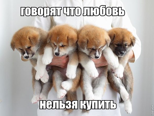 Наши любимцы :3 - 5 августа 2014 в 14:11