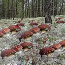 ���� ���������, ��������, 49 ��� - ��������� 26 ������ 2014 � ������ ������ ��������