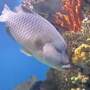  Svetlana, , 59  -  15  2014    2013