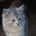 ���� �����, �����, 56 ��� - ��������� 18 ������� 2014 � ������ ������ ��������