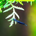  Ww, --, 75  -  15  2014   