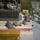 ���� ������, ������, 58 ��� - ��������� 21 ��� 2014