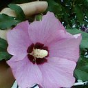 ���� �������, ������, 66 ��� - ��������� 21 ������ 2014 � ������ ���� ����������