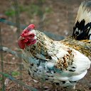 ���� ���, ������ - ��������� 25 ��� 2014