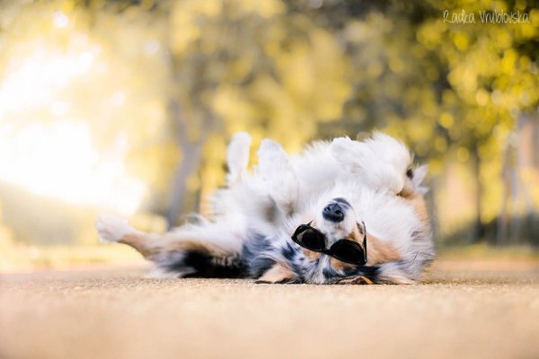 Подпишись на самый лучший паблик про собак .•°Dogs Forever°•. Только тут все самое интересное, ...