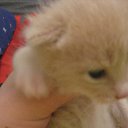  , , 66  -  14  2014     Ż