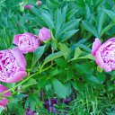 ���� Elena, �����-���������, 55 ��� - ��������� 24 ���� 2014 � ������ ���� ����������