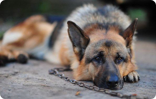 Друзей на цепи не держат, если только на той,что прикована к твоей душе…