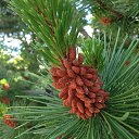 ���� �������(���������� ����), ������� - ��������� 21 ���� 2014 � ������ ������ ��������