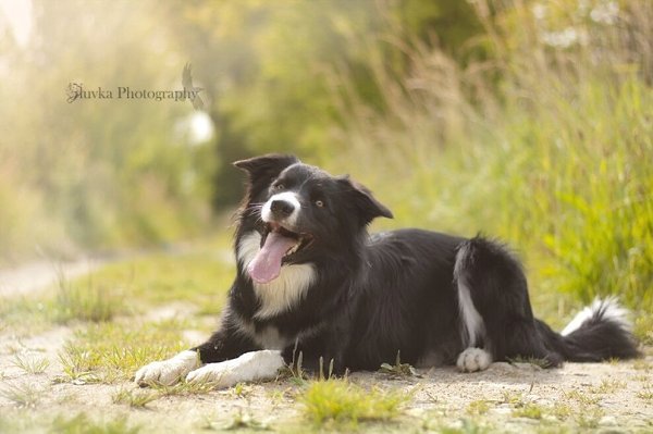 Собака – это необычное создание, она не пристает с расспросами, ей все равно, богат ты или беден, ...