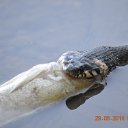 ���� �������, ���������, 71 ��� - ��������� 31 ��� 2014 � ������ ������ ��������