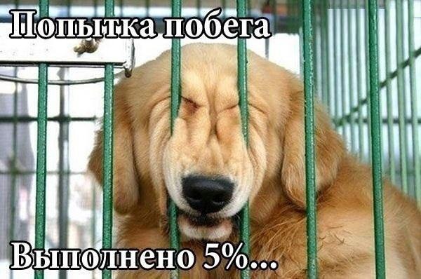 .•°Dogs Forever°•. - 2  2014  21:13