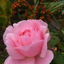 ���� �� ������� ���� ����������