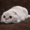 ���� ������, ������, 65 ��� - ��������� 2 ������ 2014