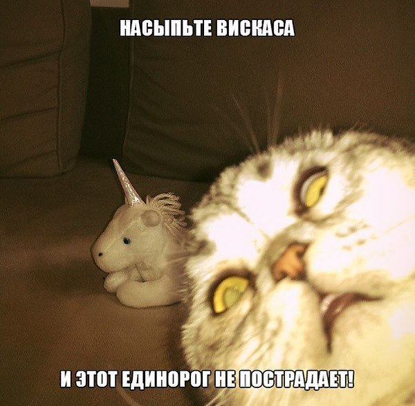 Наши любимцы :3 - 5 августа 2014 в 14:13