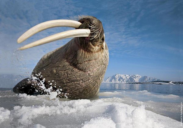     .  (Paul Nicklen)    National Geographic  ... - 19