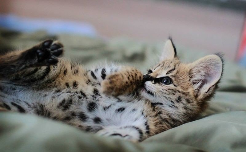   . #animal@travel.blog - 3